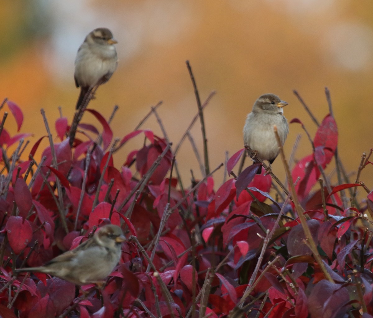 House Sparrow - ML601875011