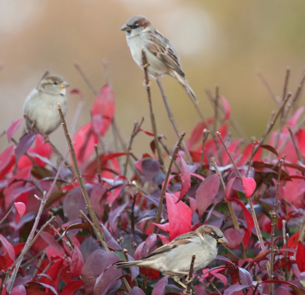 House Sparrow - ML601875021