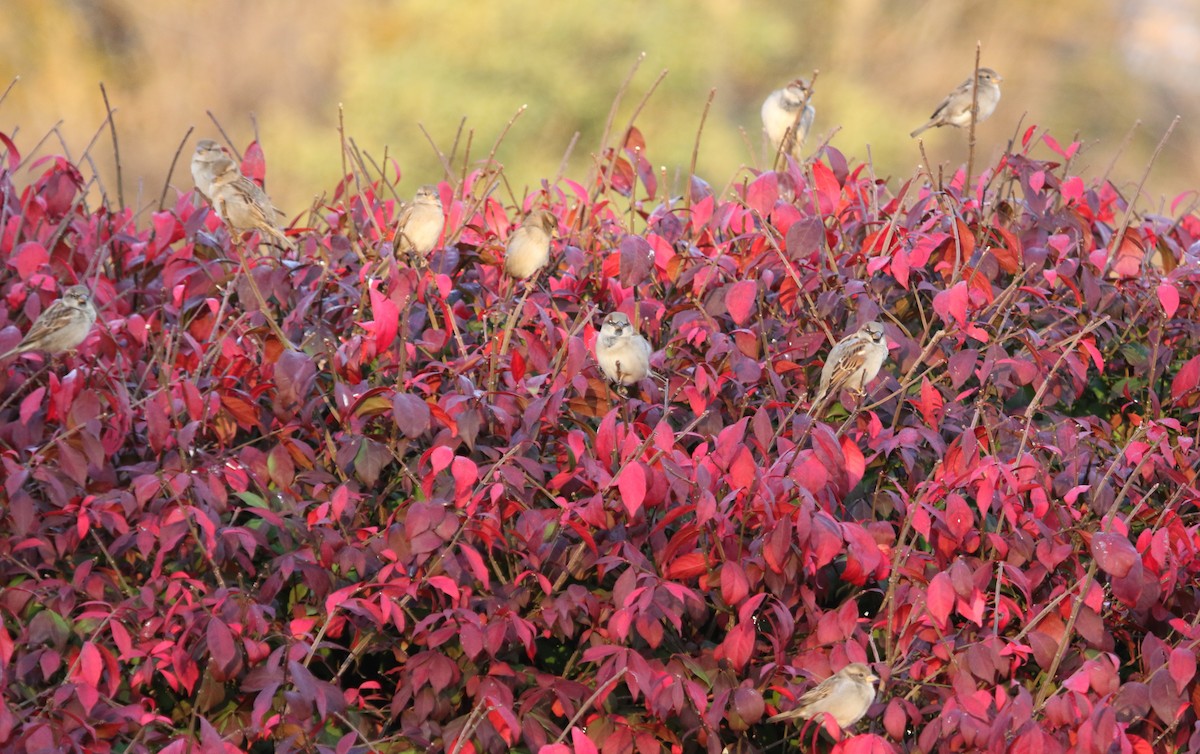 House Sparrow - ML601875031