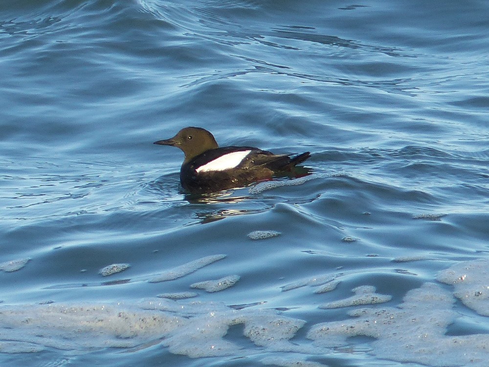 Black Guillemot - ML60187521