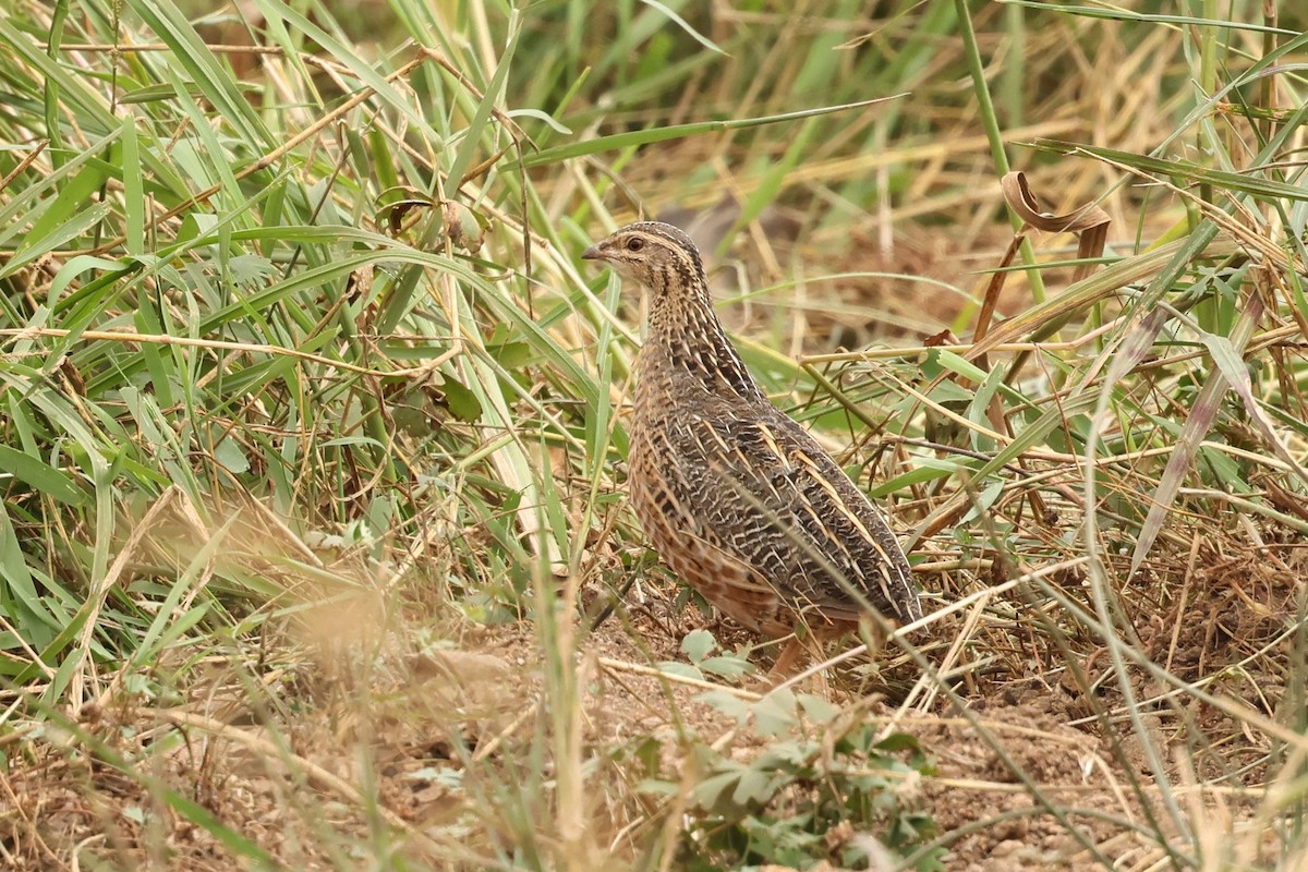 Harlequin Quail - ML601875861