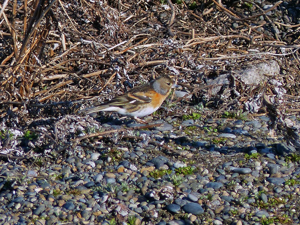 Brambling - Paul Prappas