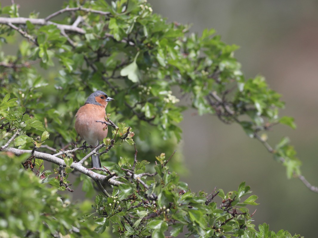 Breeding male