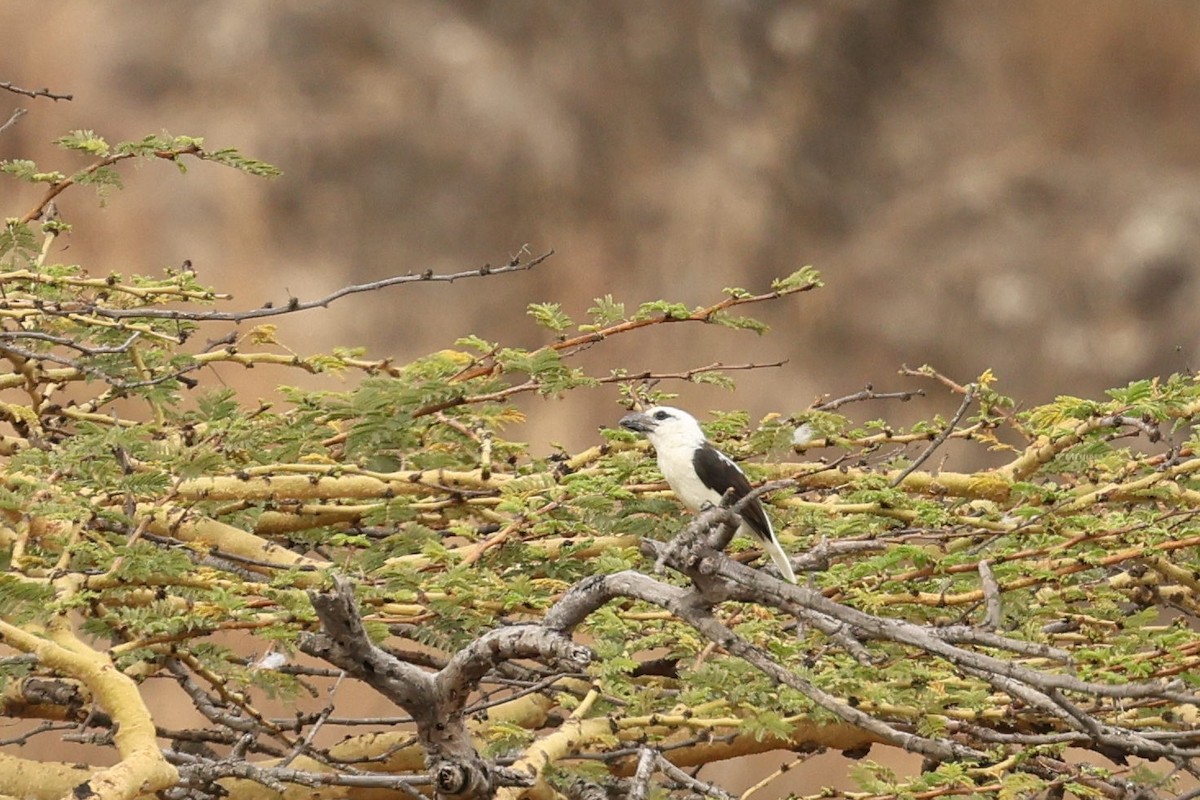 Weißkopf-Bartvogel (senex) - ML601878191