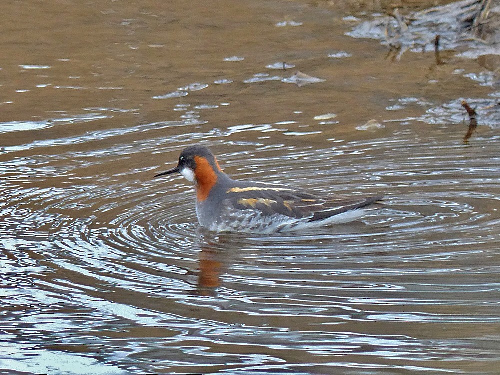 Red-necked Phalarope - Paul Prappas