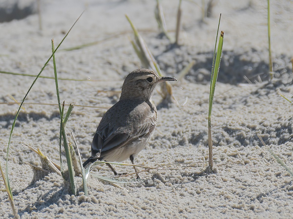 patagoniatunnelfugl - ML601878741