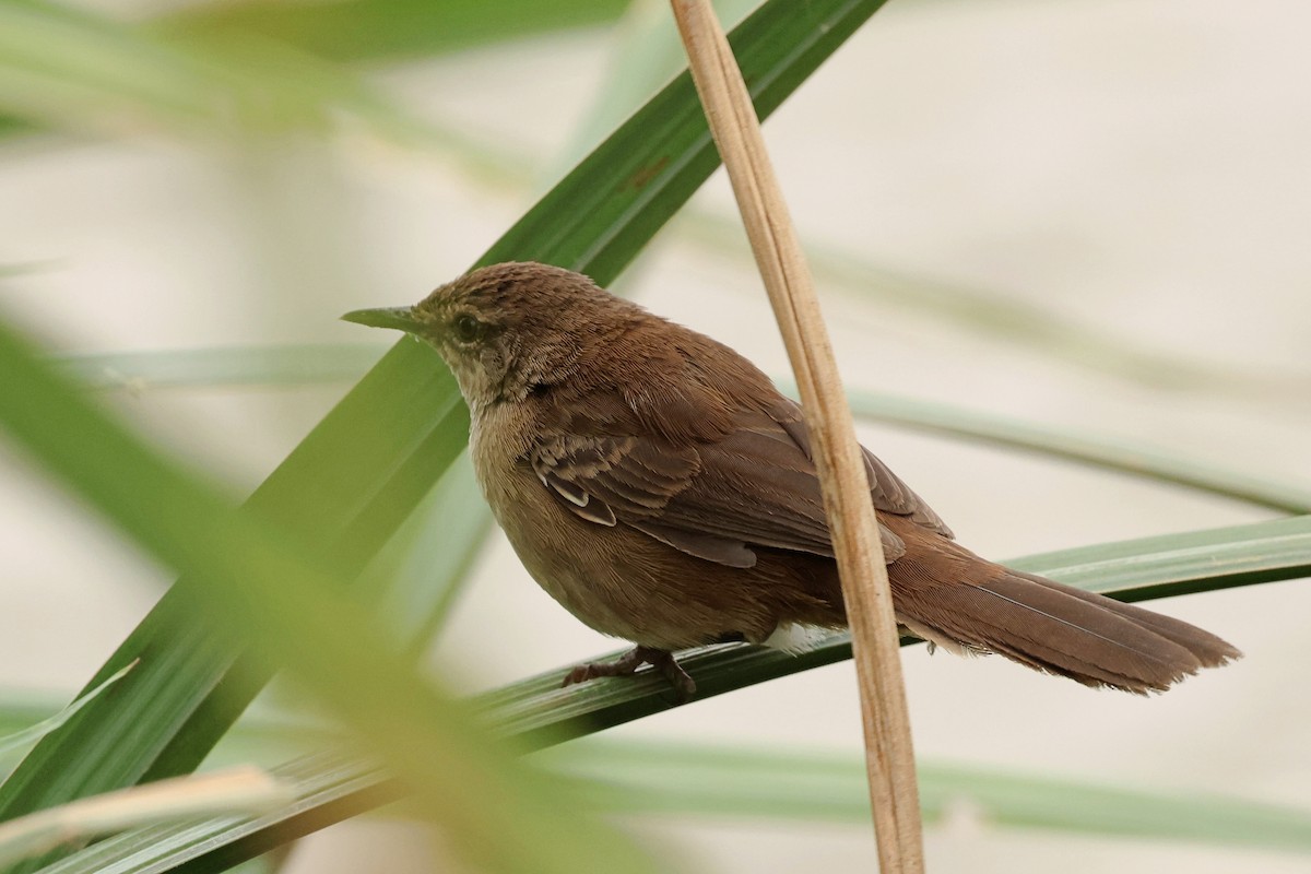 Highland Rush Warbler - ML601879271