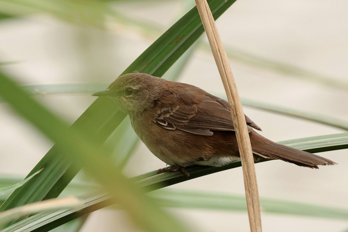 Highland Rush Warbler - ML601879311