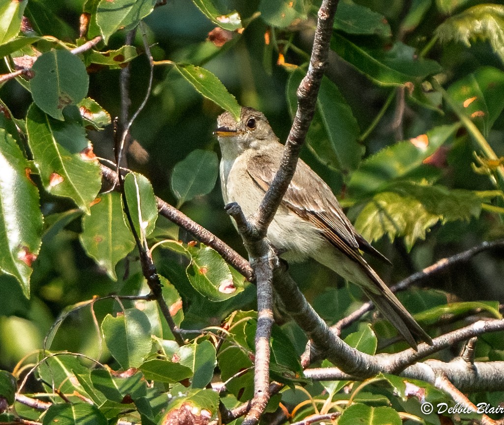 Eastern Wood-Pewee - ML601879871