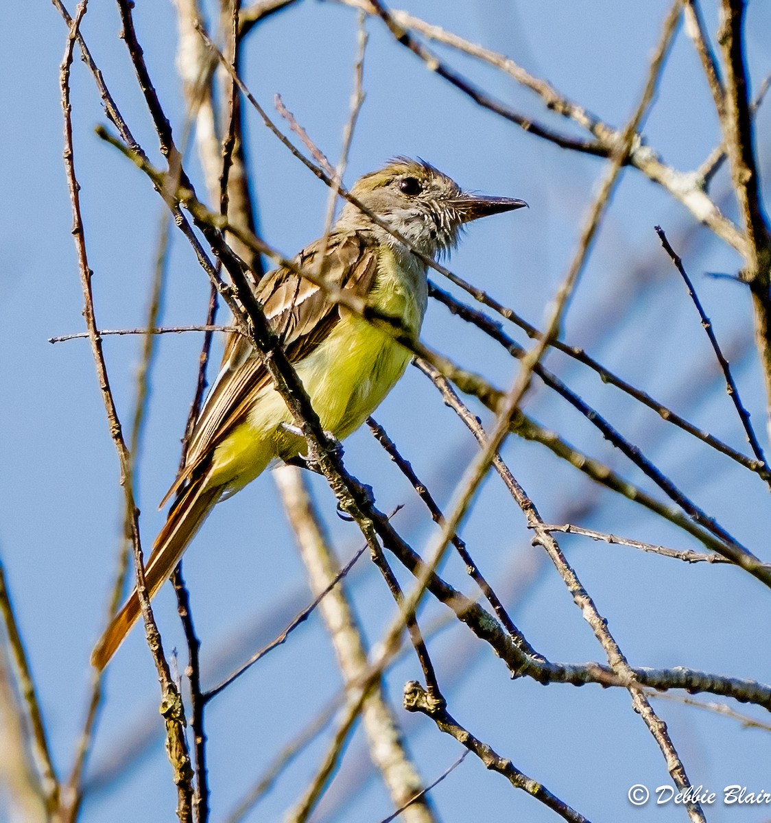 Great Crested Flycatcher - ML601879961