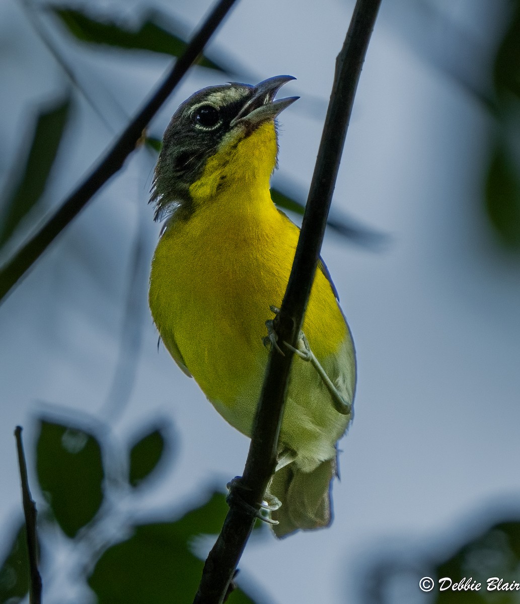 Yellow-breasted Chat - ML601880101
