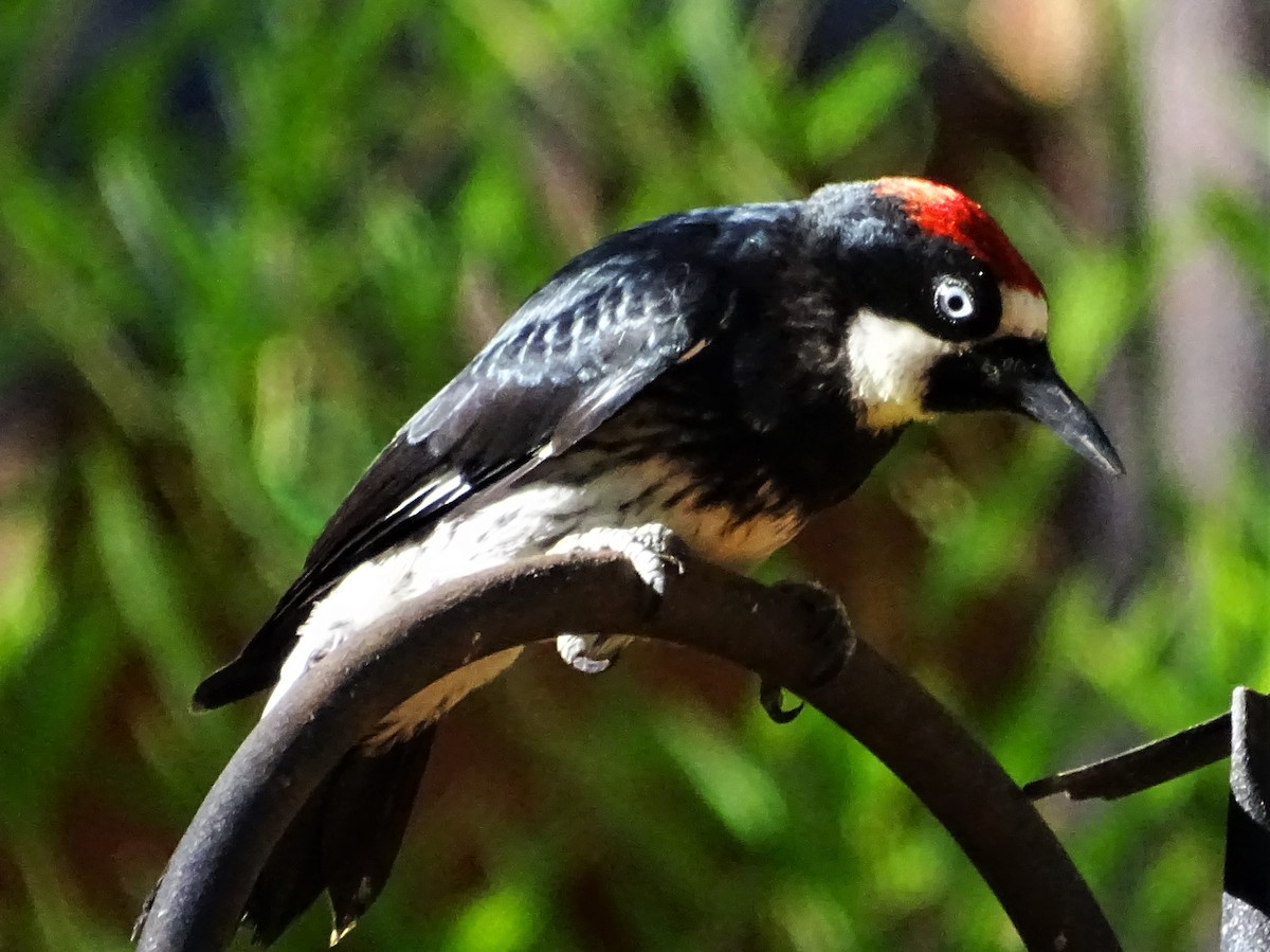 Acorn Woodpecker - ML601880271