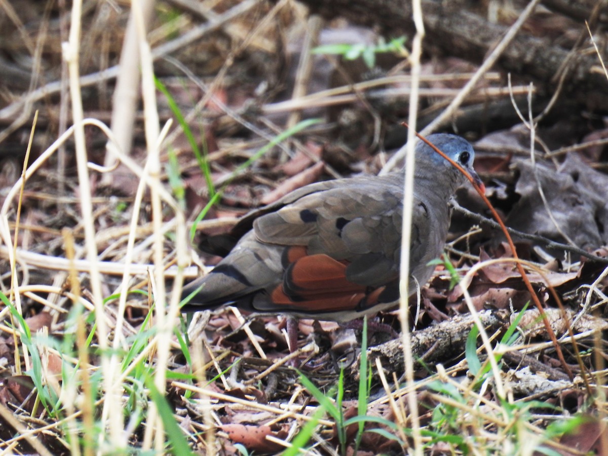 Blue-spotted Wood-Dove - ML60188071