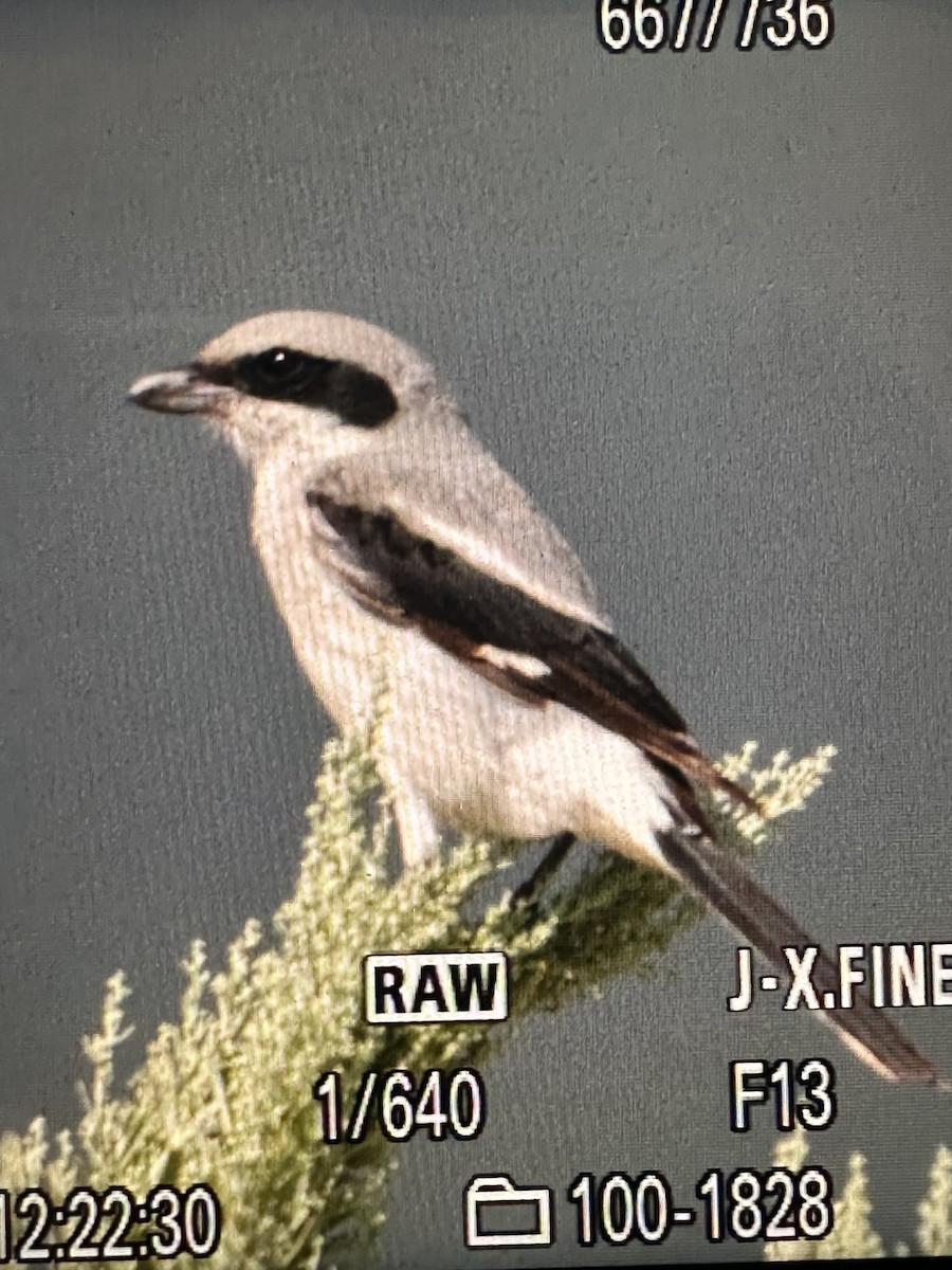 Loggerhead Shrike - ML601881241