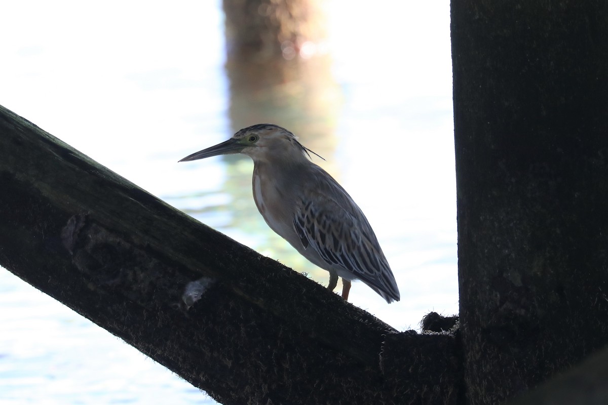 Striated Heron - ML601882271