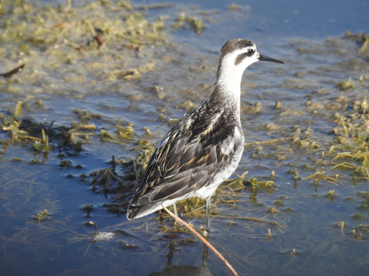 Red-necked Phalarope - Keramat Hafezi