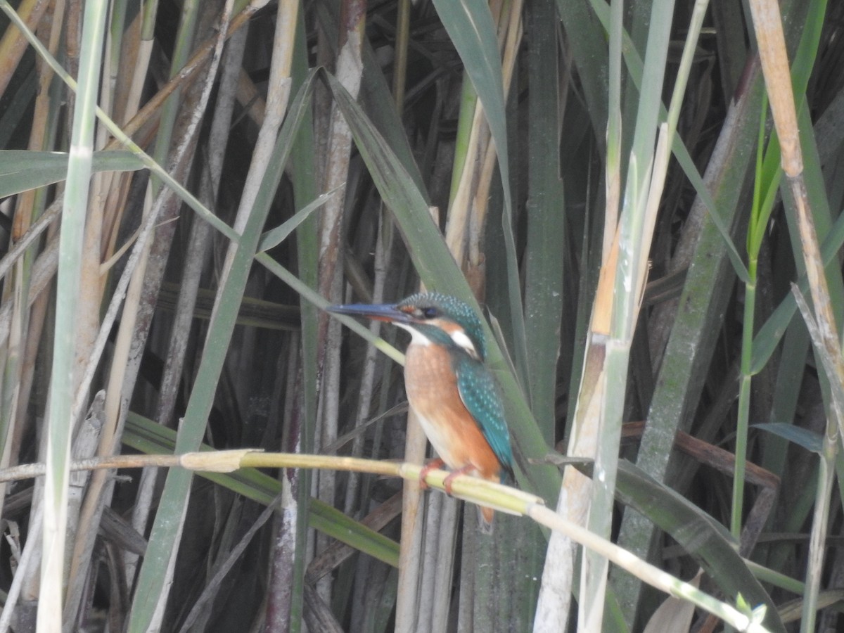 Martin-pêcheur d'Europe - ML601889231