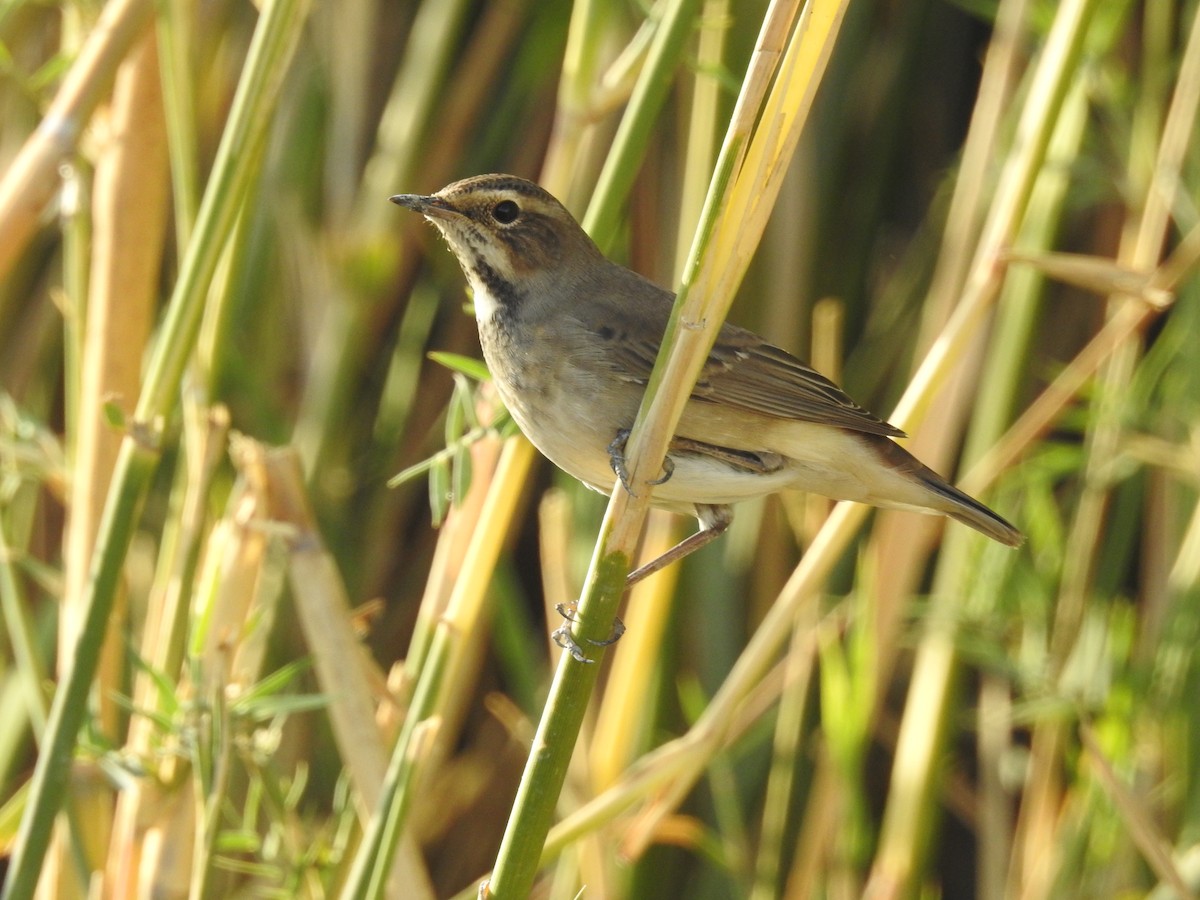 Bluethroat - ML601889351