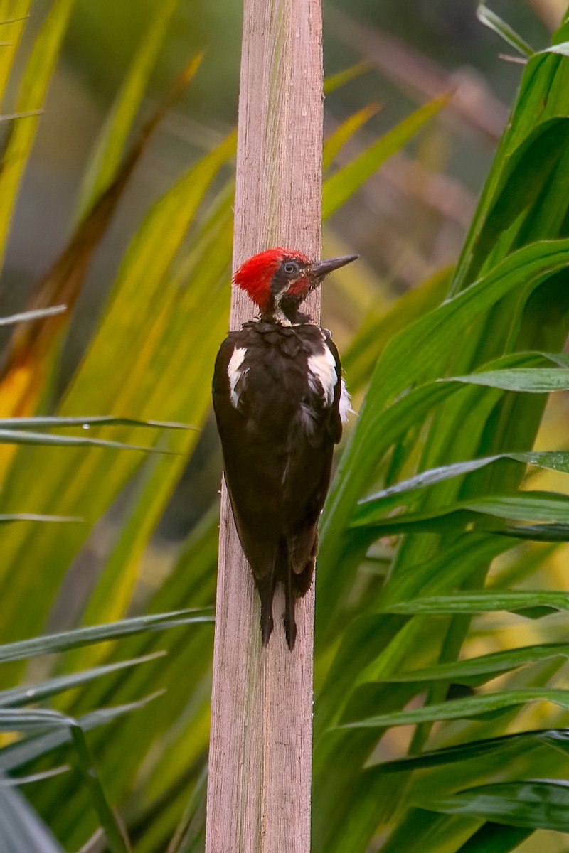 Lineated Woodpecker - ML601889981