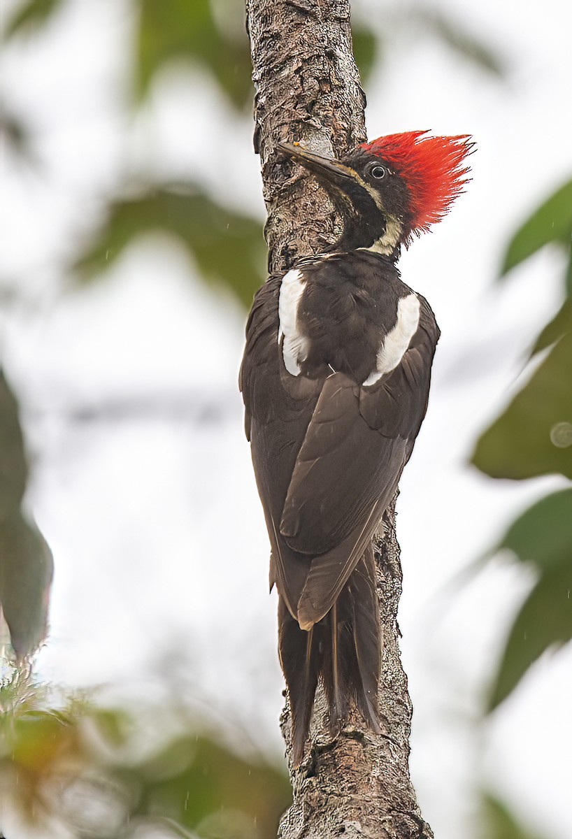 Lineated Woodpecker - ML601889991
