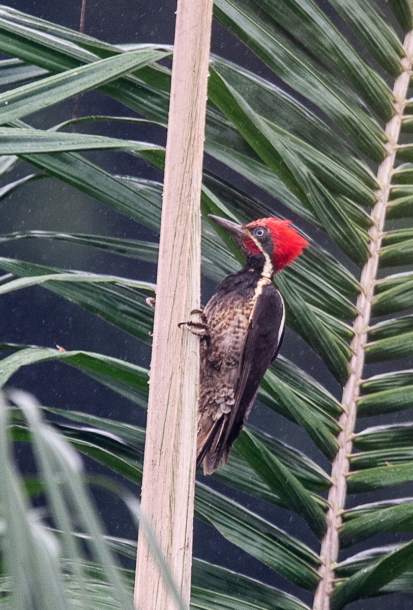 Lineated Woodpecker - ML601890001