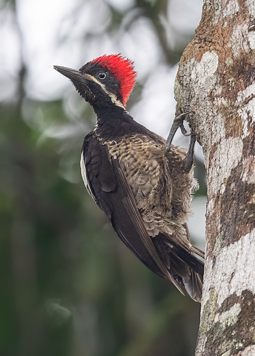 Lineated Woodpecker - ML601890011