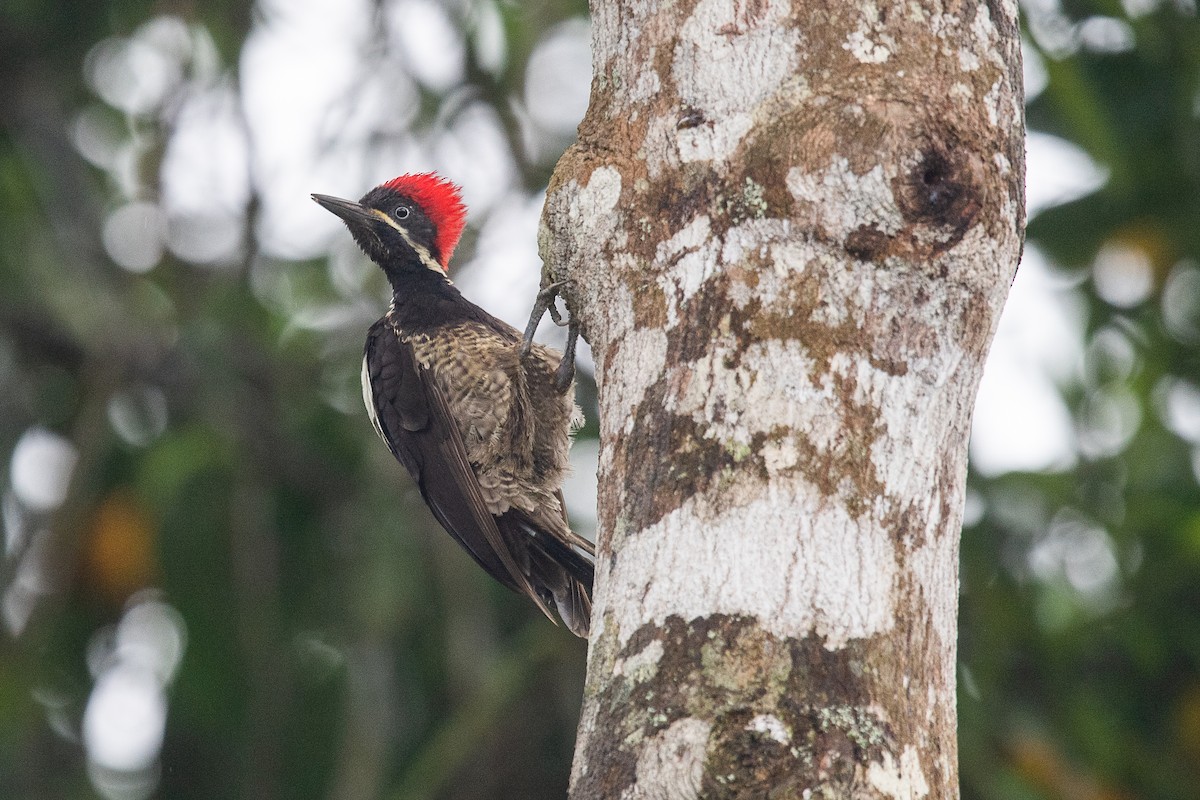 Lineated Woodpecker - ML601890031