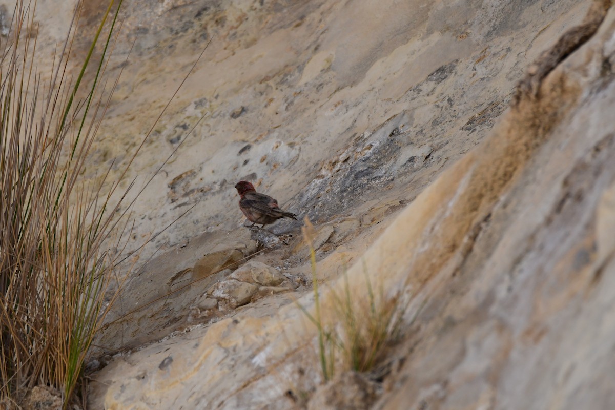 Sinai Rosefinch - uri laor