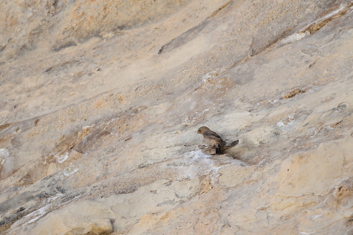 Trumpeter Finch - uri laor