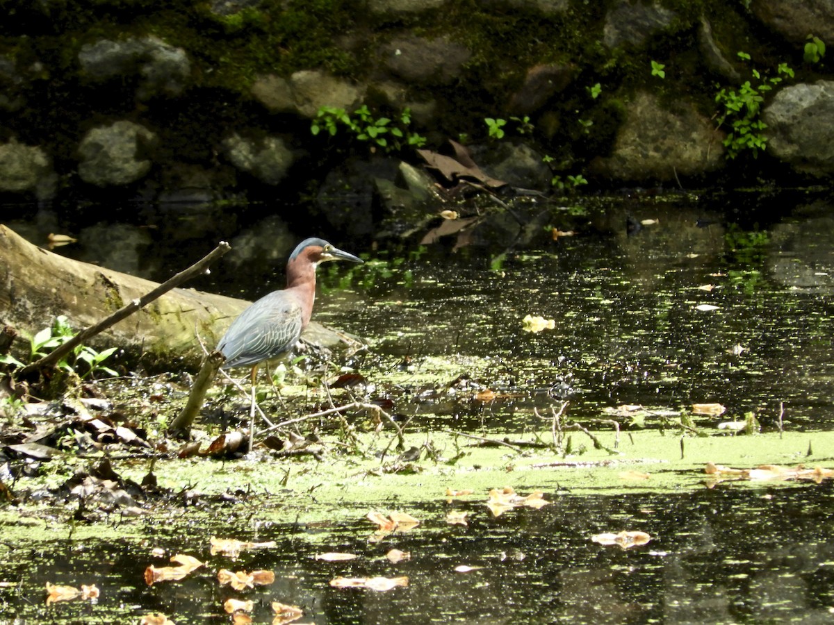Garcilla Verde - ML60189141