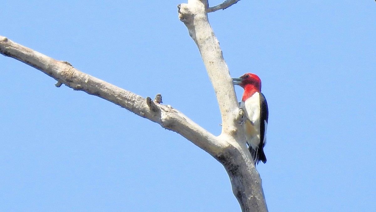 Red-headed Woodpecker - ML601891961