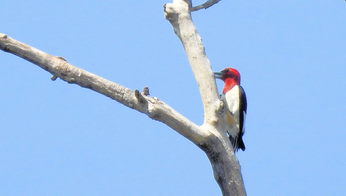 Pic à tête rouge - ML601891961