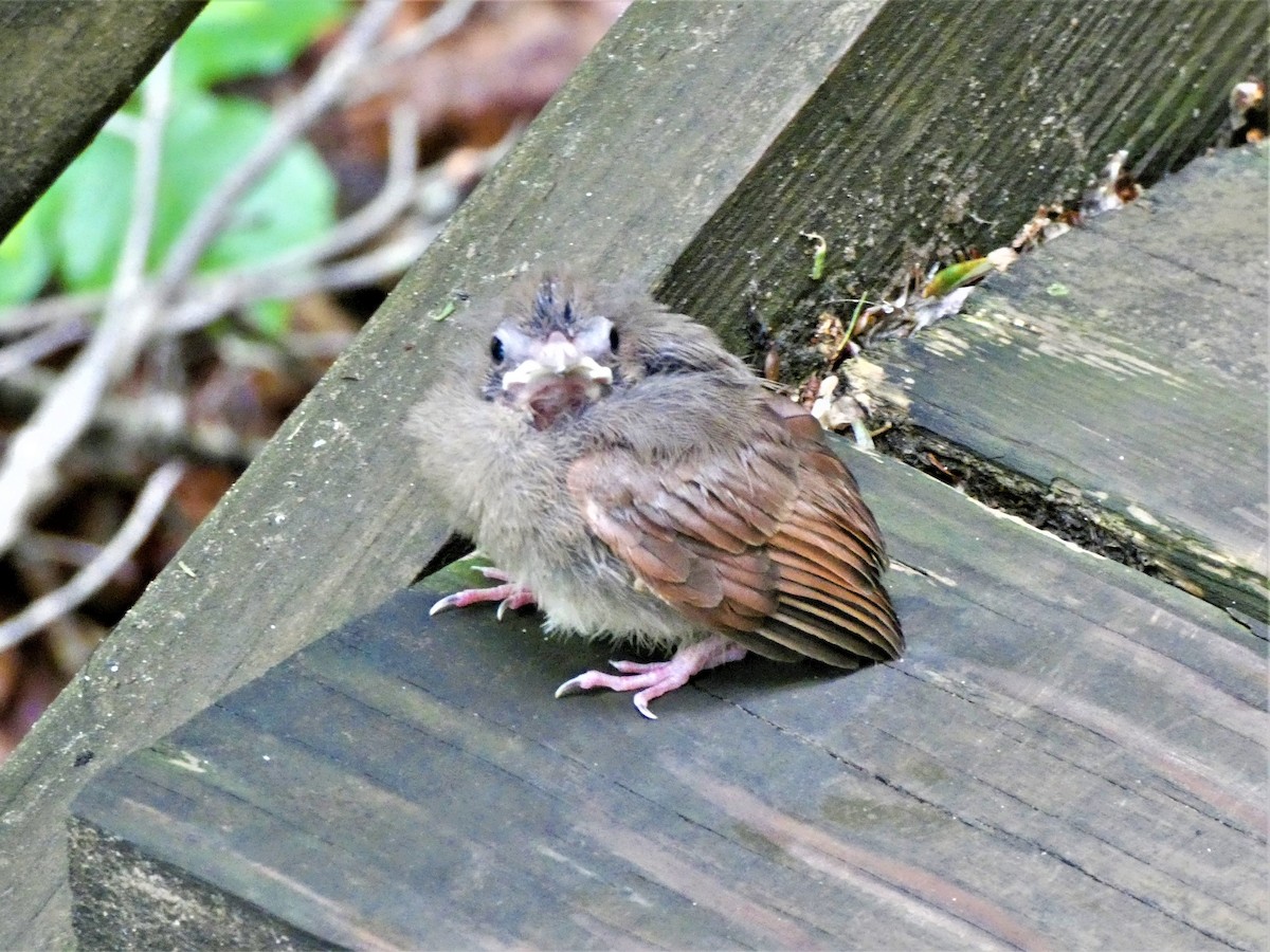 Northern Cardinal - ML601892991