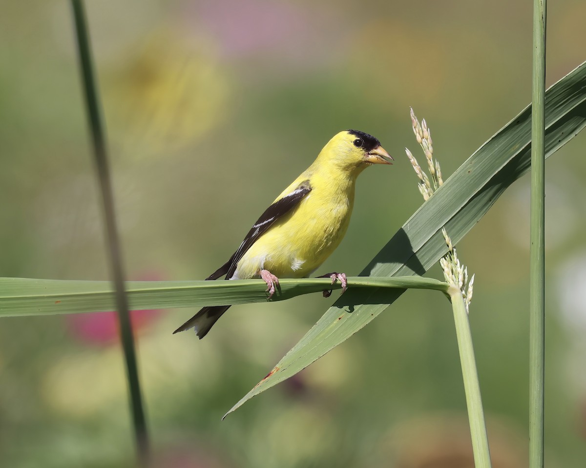 Chardonneret jaune - ML601893591