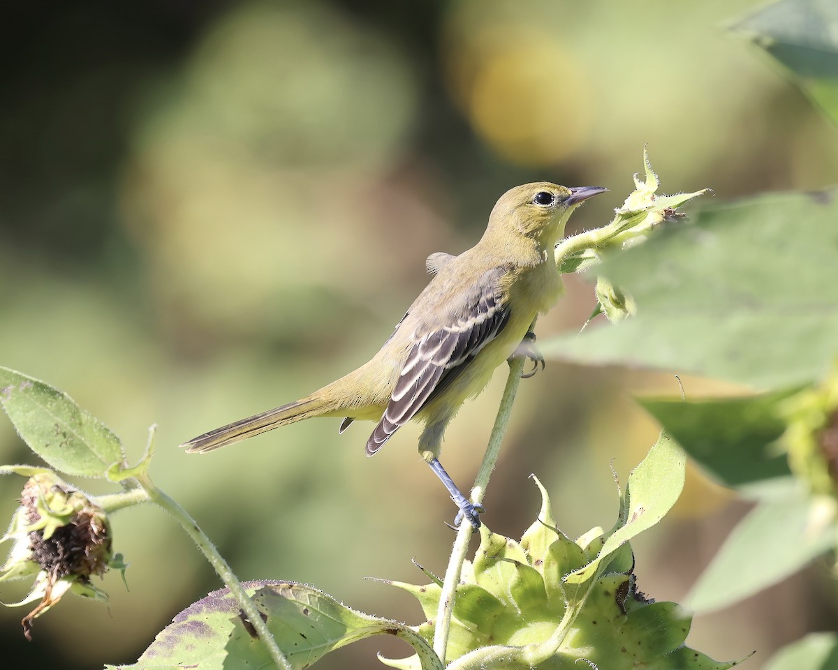 Orchard Oriole - Debbie Kosater