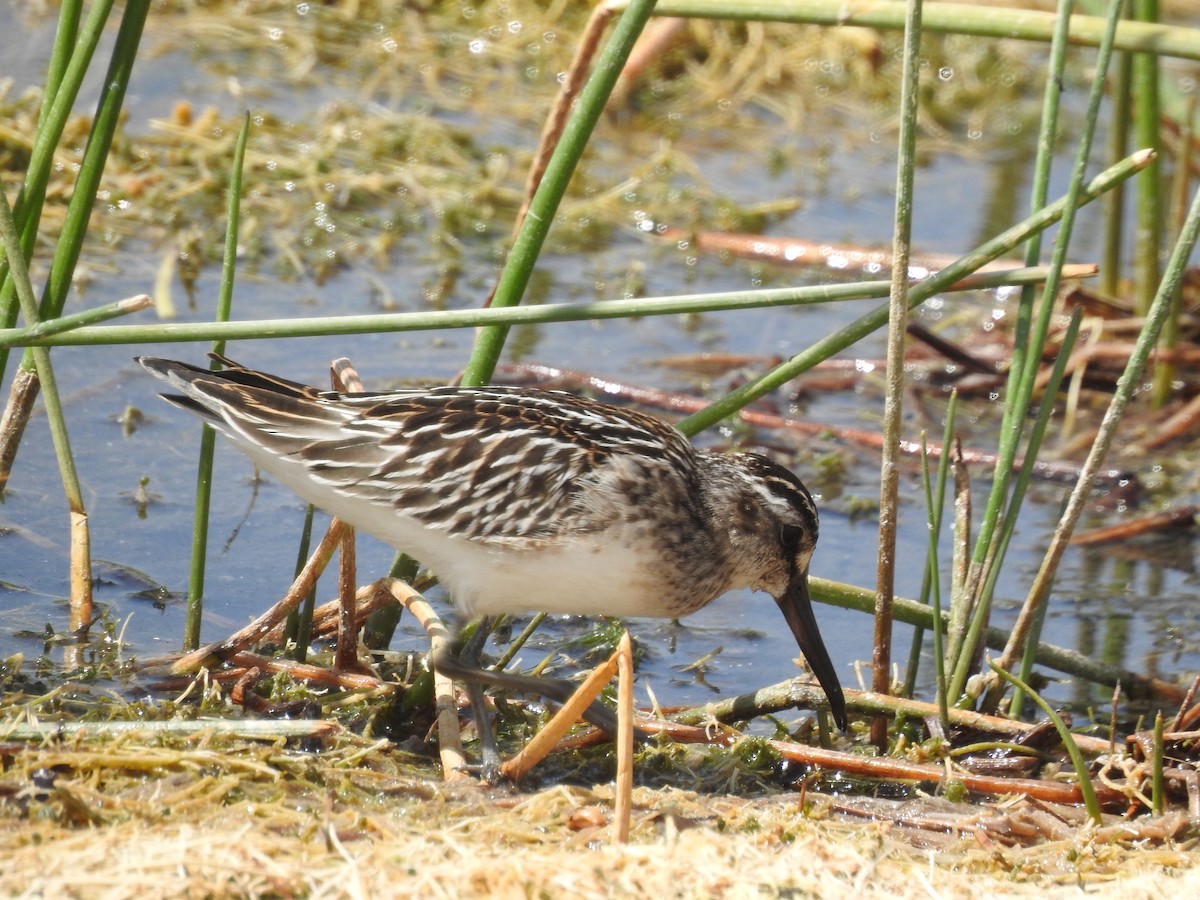 Broad-billed Sandpiper - Keramat Hafezi