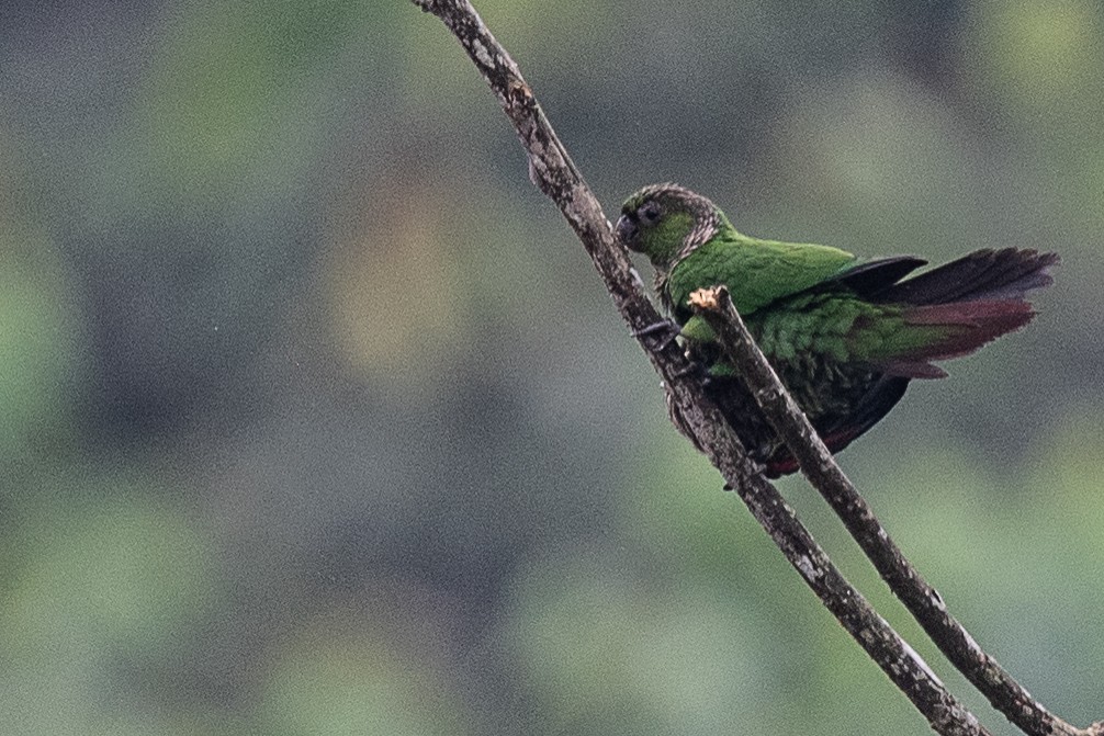 Maroon-tailed Parakeet - ML601894981