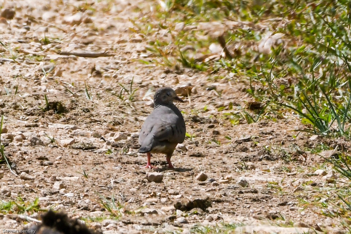 Common Ground Dove - ML601895941