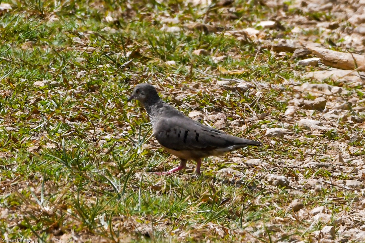 Common Ground Dove - ML601895951