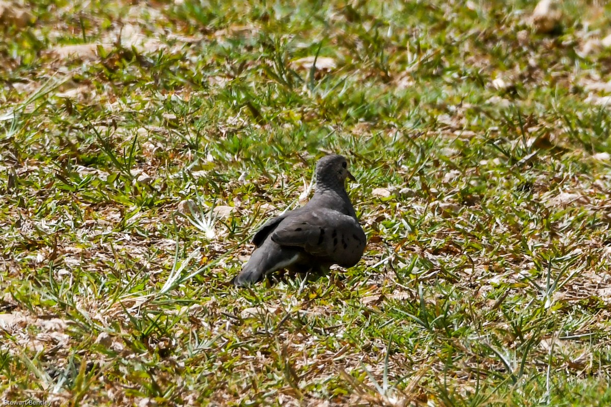 Common Ground Dove - ML601895961