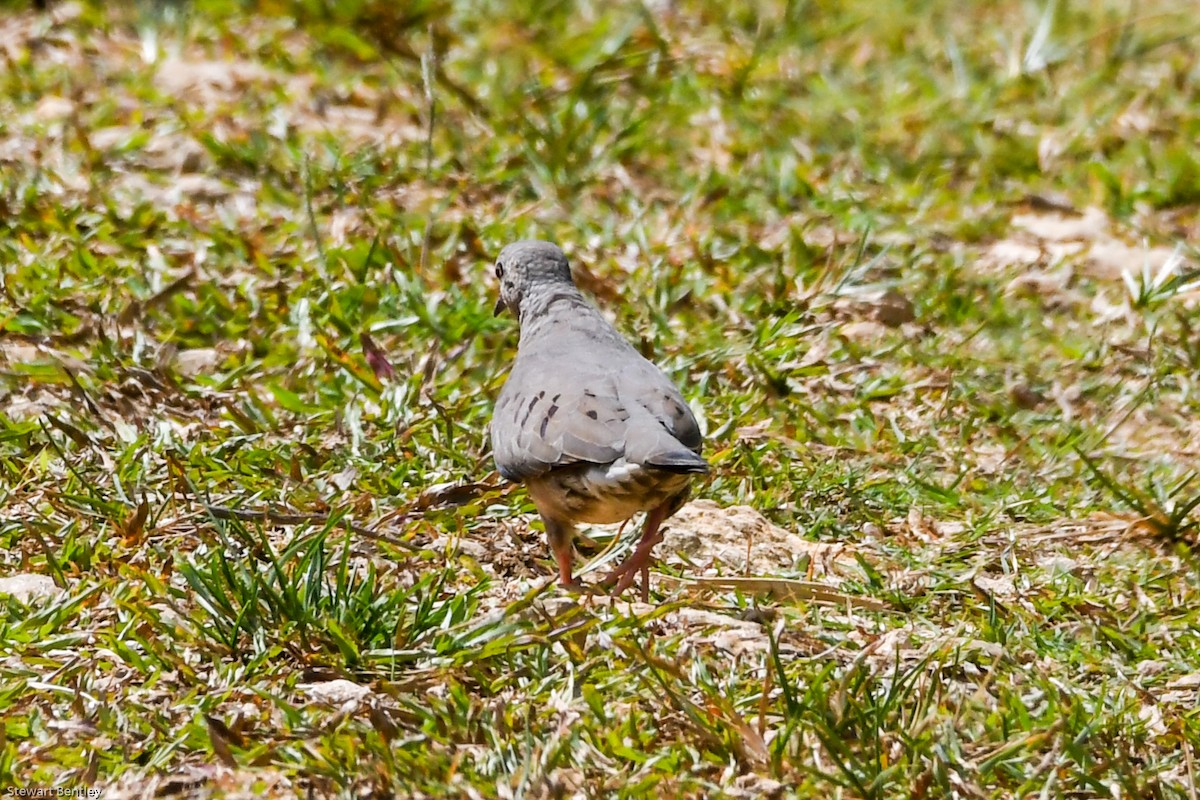 Common Ground Dove - ML601895981