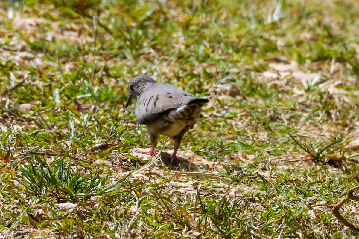 Common Ground Dove - ML601895991