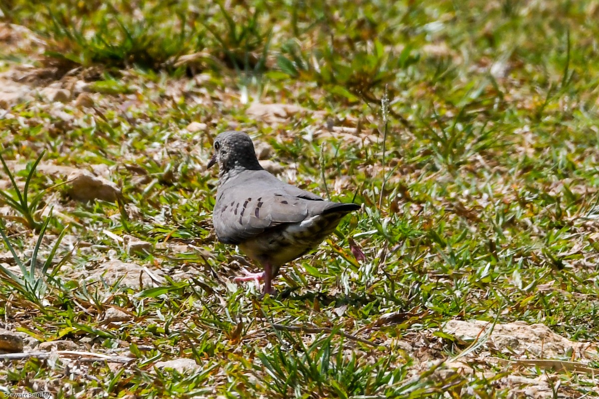 Common Ground Dove - ML601896011