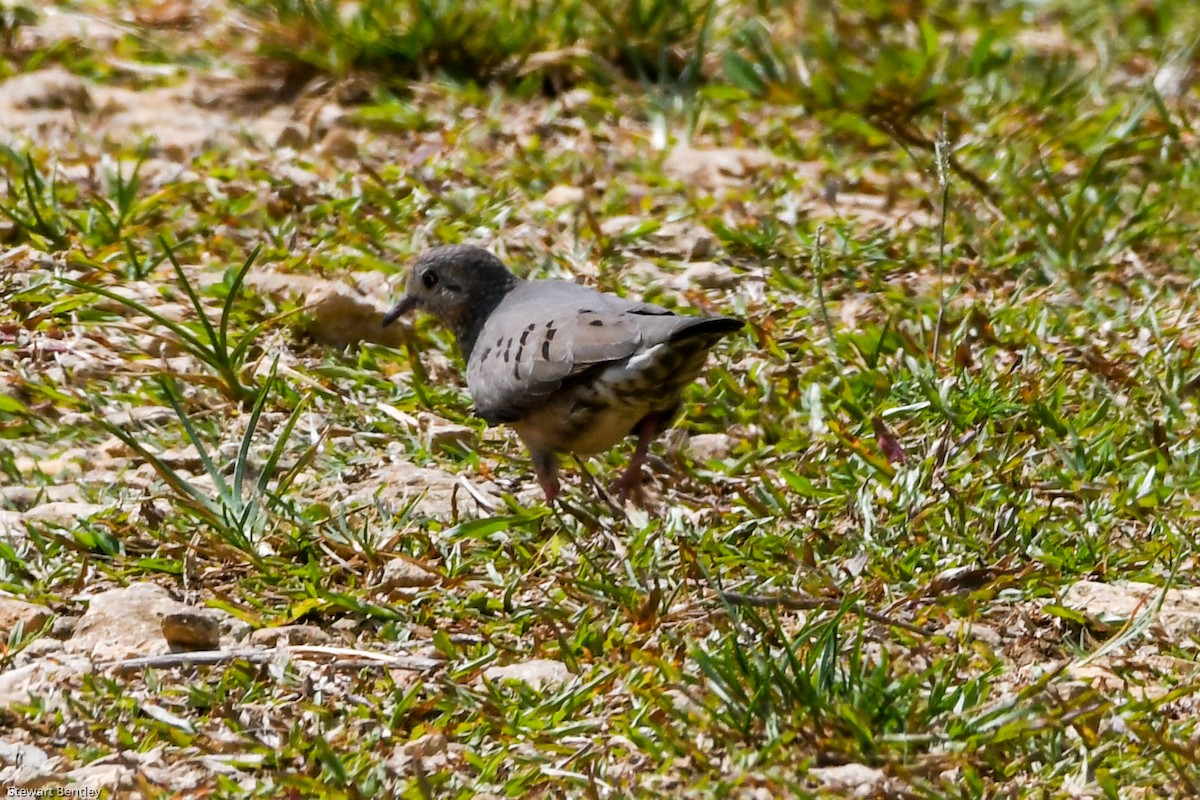 Common Ground Dove - ML601896021