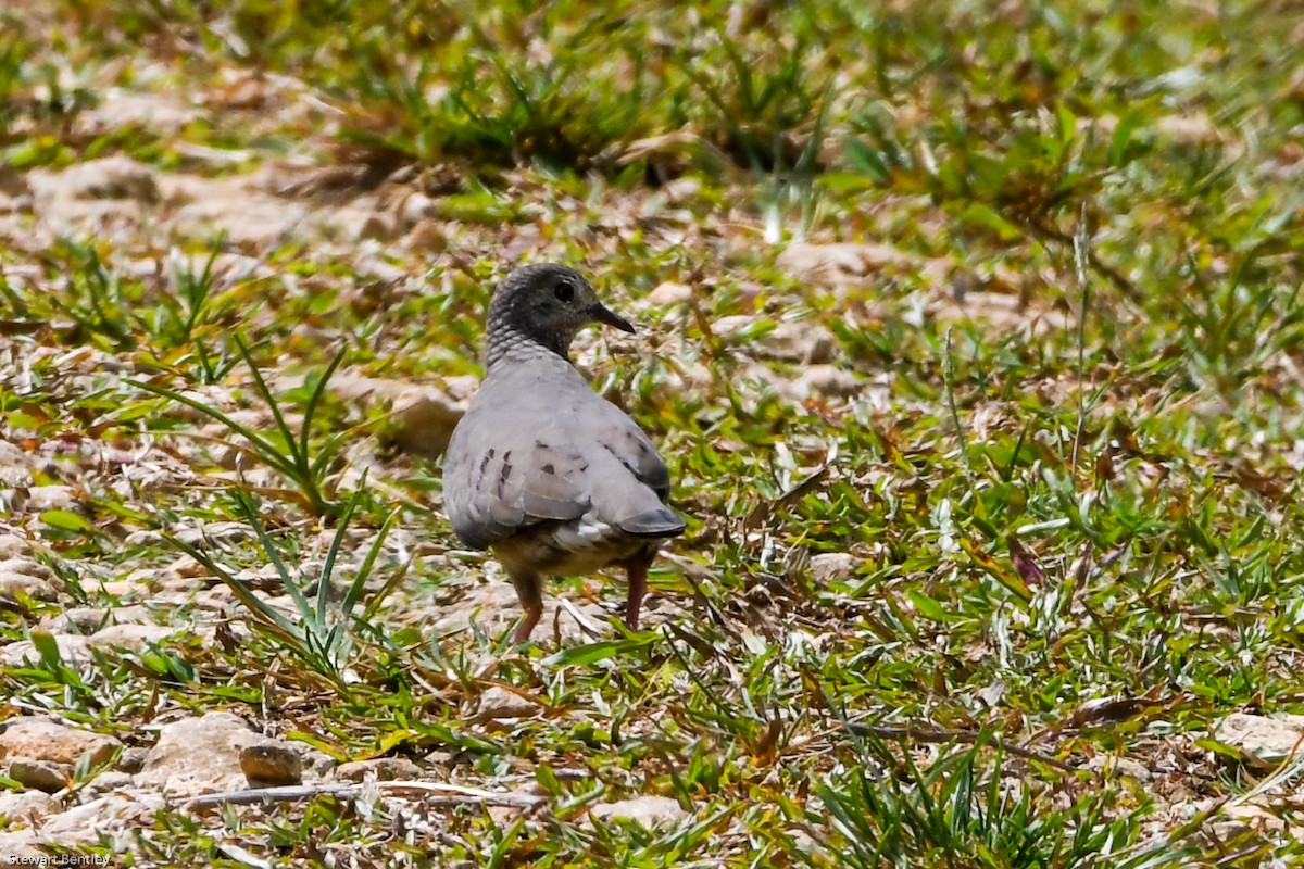 Common Ground Dove - ML601896031