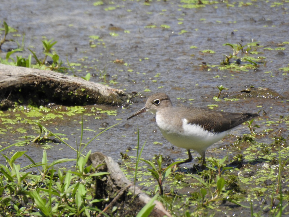 Spotted Sandpiper - Michael Jacobs