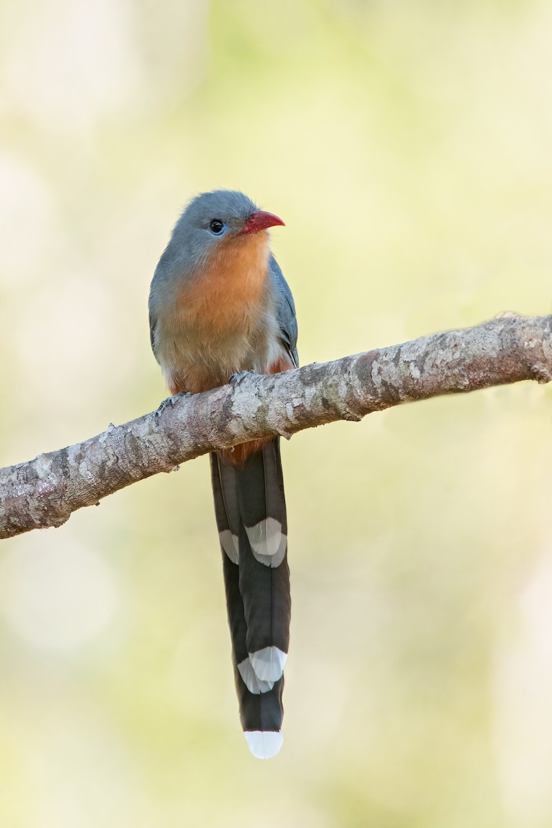 Красноклювая малкоа - ML601896951