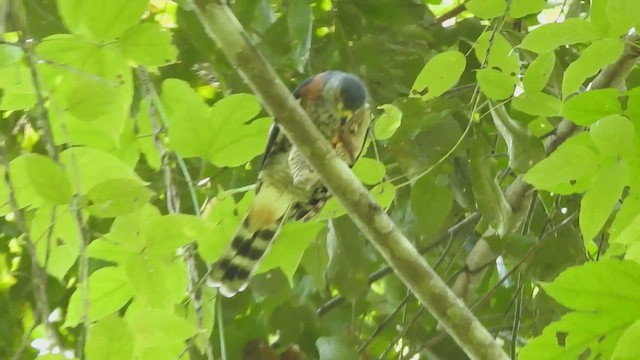 Double-toothed Kite - ML601897291