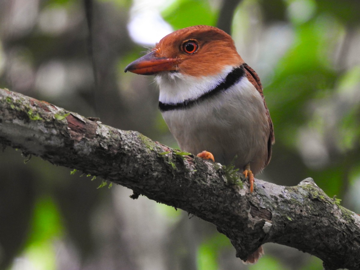 Collared Puffbird - ML601897311