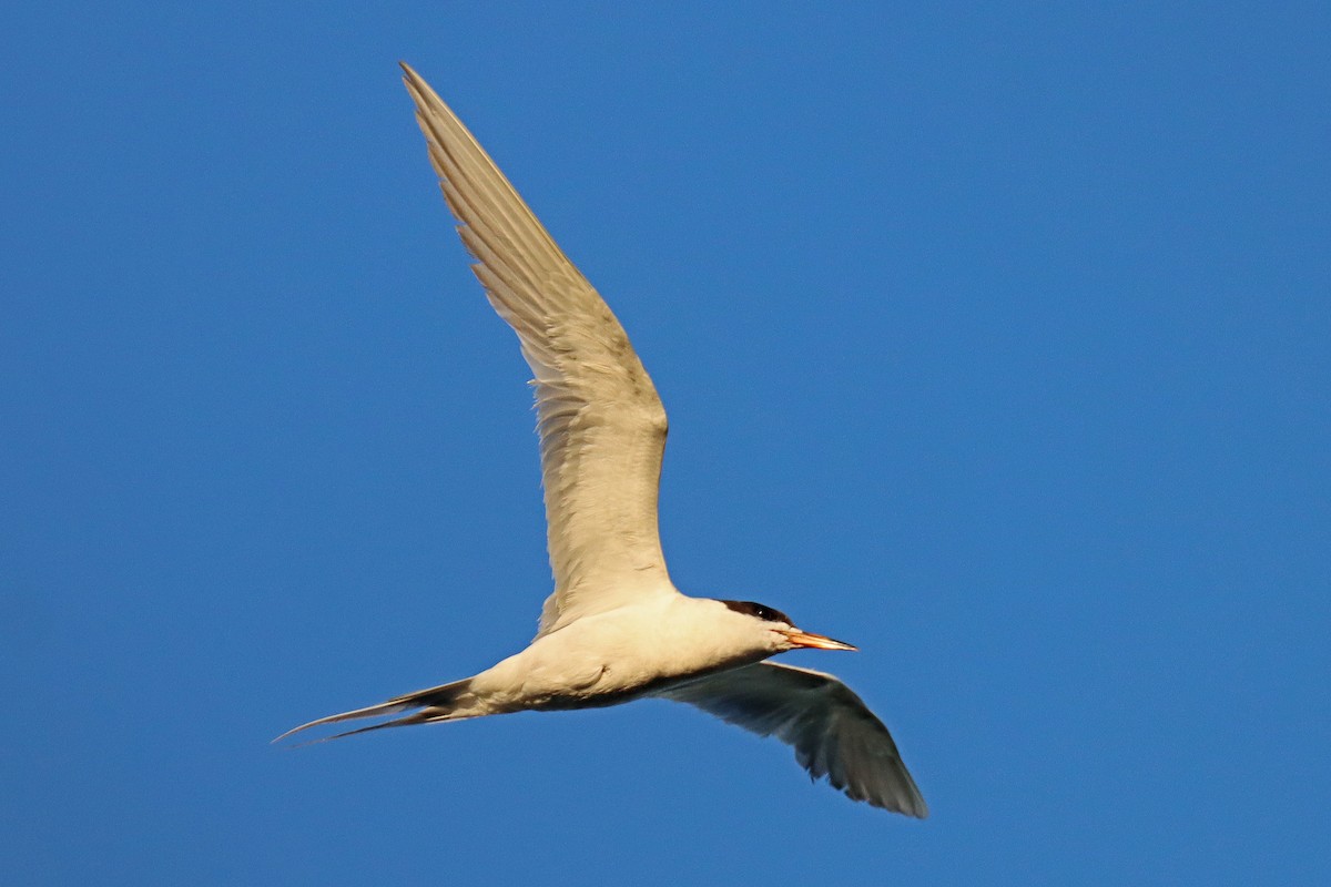 Forster's Tern - ML601897931